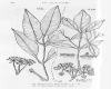 image of Pentapanax bellenden-kerensis