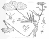 image of Trachymene geraniifolia