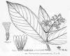 image of Wendlandia basistaminea
