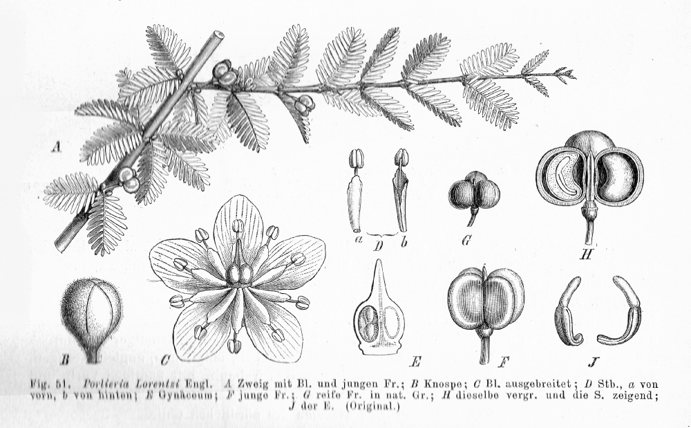 Zygophyllaceae Porlieria lorentzi