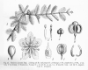 image of Porlieria lorentzi