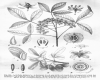 image of Helietta parvifolia