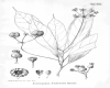 image of Anomopanax schlechteri