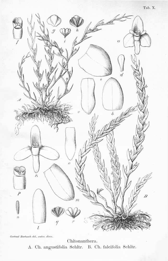 Orchidaceae Chitonanthera falcifolia