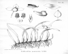 image of Pedilochilus papuanum