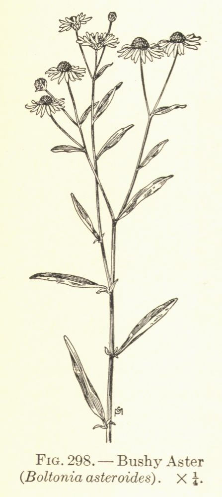 Asteraceae Boltonia asteroides