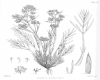 image of Aciphylla munroi