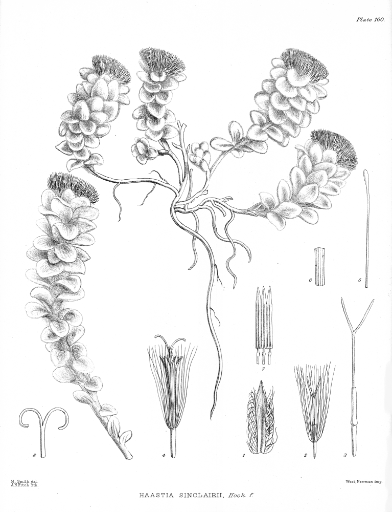 Asteraceae Haastia sinclairii