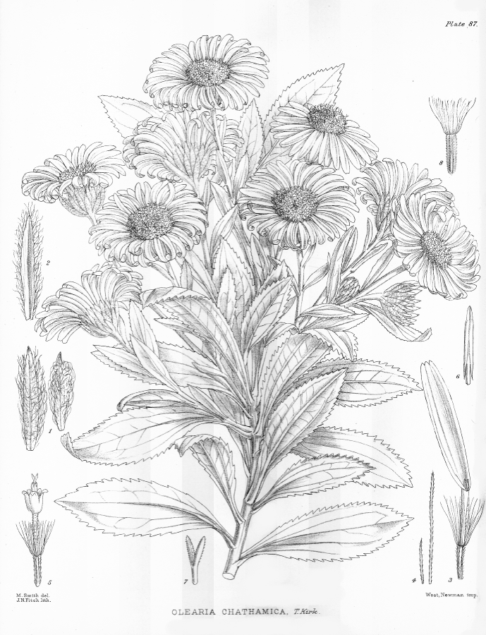 Asteraceae Olearia chathamica