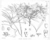 image of Panax lineare
