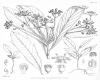 image of Pseudopanax chathamicum
