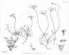 image of Wahlenbergia saxicola