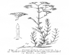image of Gypsophila struthium