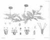 image of Acaena novae-zealandiae