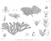 image of Colobanthus acicularis