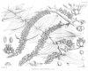 image of Coriaria ruscifolia