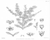 image of Leptospermum sinclairii