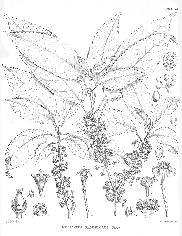 Violaceae Melicytus ramiflorus