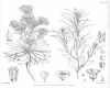 image of Nasturtium latisiliquum