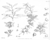 image of Plagianthus cymosus