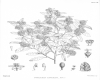 image of Pomaderris edgerleyi