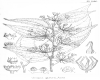image of Goupia glabra
