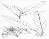 image of Cydonia cathayensis