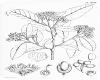 image of Dichotomanthes tristaniaecarpa