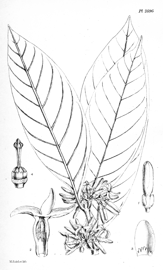 Apocynaceae Funtumia africana