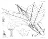 image of Kickxia borneensis