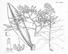 image of Onosma exsertum