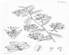 image of Osteomeles subrotunda