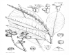 image of Sapium aucuparium