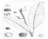 image of Sapium verum