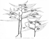 image of Drymophila cyanocarpa