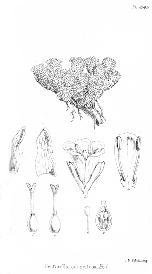 Montiaceae Hectorella caespitosa