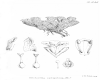image of Hectorella caespitosa