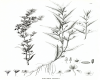 image of Bacopa aquatica