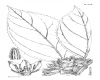 image of Pentaphragma albiflorum