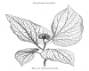 image of Pentaphragma begonioides