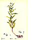 image of Penthorum sedoides