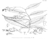 image of Petermannia cirrosa