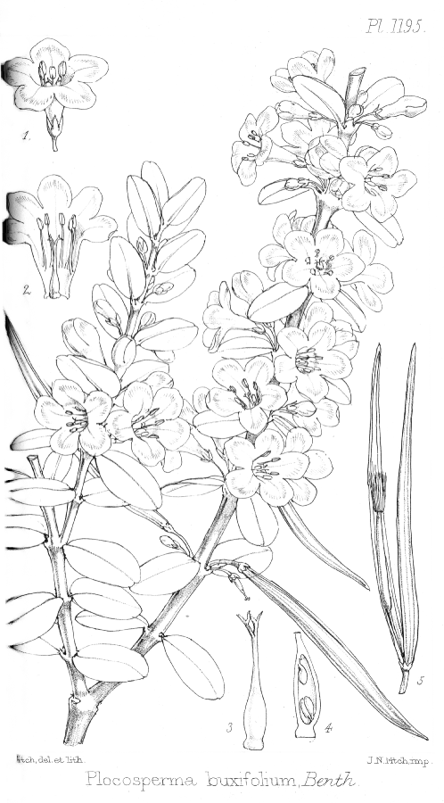 Plocospermataceae Plocosperma buxifolium