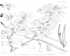 image of Plocosperma buxifolium