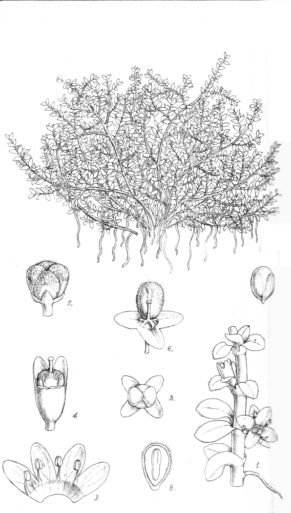 Tetrachondraceae Tetrachondra hamiltonii