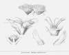 image of Donatia magellanica