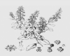 image of Stegnosperma halimifolia