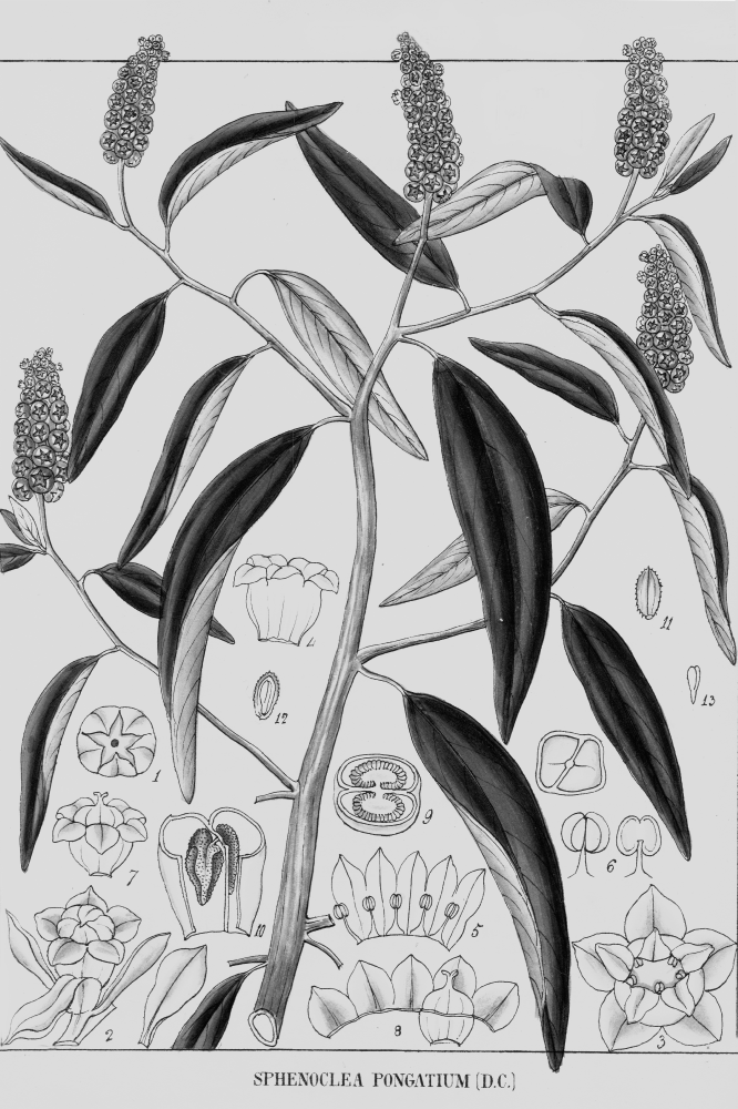 Sphenocleaceae Sphenoclea pongatium
