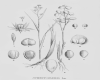 image of Scheuchzeria palustris