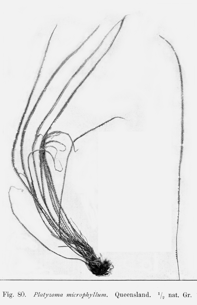 Pteridaceae Platyzoma microphyllum